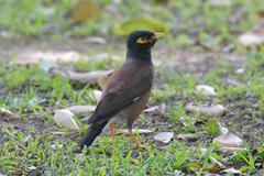 Acridotheres tristis