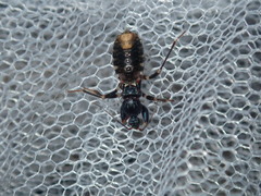 Ectomocoris decoratus