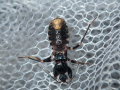 Ectomocoris decoratus