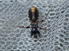 Ectomocoris decoratus