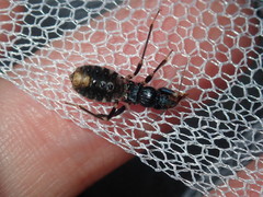 Ectomocoris decoratus