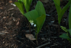 Convallaria
