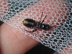 Ectomocoris decoratus