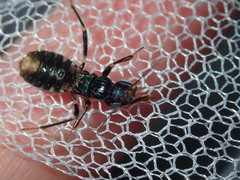 Ectomocoris decoratus