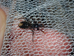 Ectomocoris decoratus