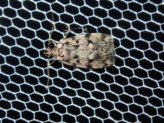 Barea subviridella