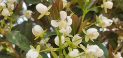 Eugenia brasiliensis