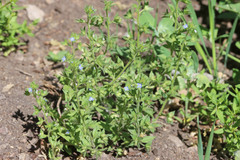 Veronica biloba