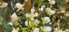 Eugenia brasiliensis