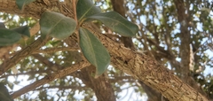 Eugenia brasiliensis