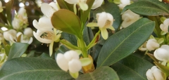 Eugenia brasiliensis