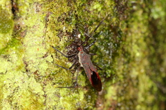 Castolus rufomarginatus