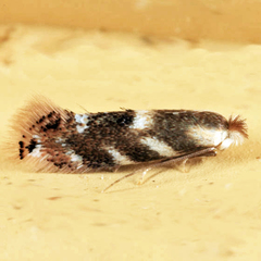Bucculatrix canadensisella