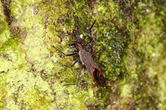 Castolus rufomarginatus