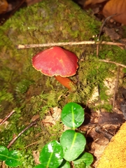 Coccineae