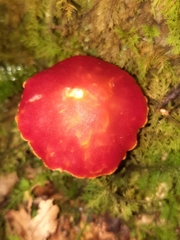Coccineae
