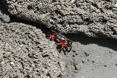 Gelasimus tetragonon