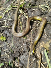 Atractus chthonius