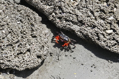 Gelasimus tetragonon