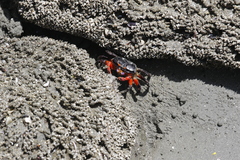 Gelasimus tetragonon