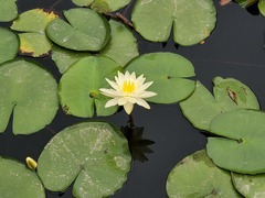Nymphaea