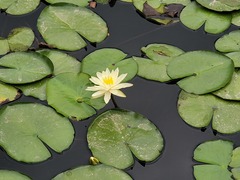 Nymphaea