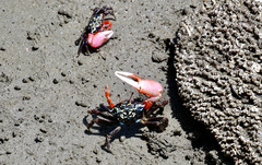 Gelasimus tetragonon