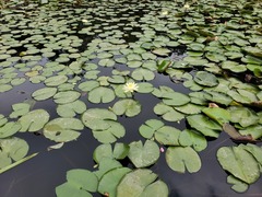 Nymphaea
