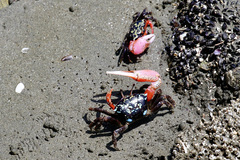 Gelasimus tetragonon