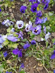 Viola