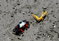 Gelasimus tetragonon