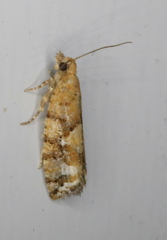 Zeiraphera canadensis