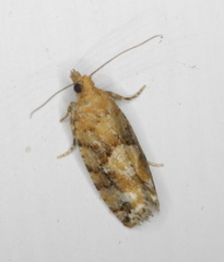 Zeiraphera canadensis