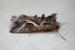Autographa flagellum