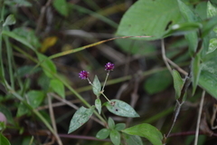 Alternanthera porrigens