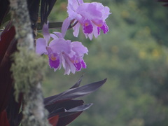 Cattleya trianae