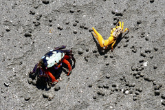 Gelasimus tetragonon