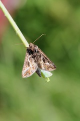 Autographa flagellum