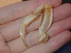 Ovalipes australiensis