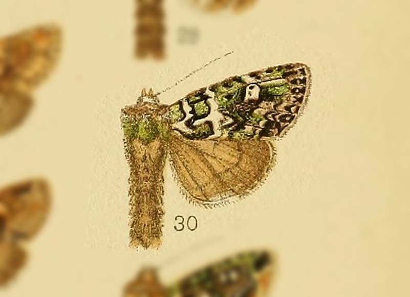 Karana decorata