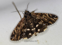 Ercheia