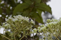 Asphaera albomarginata