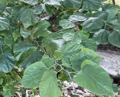 Magnoliopsida