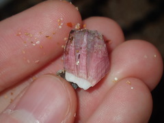 Megabalanus coccopoma