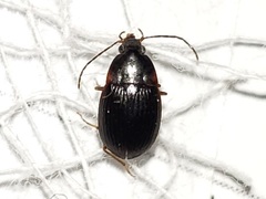 Oodinus pseudopiceus