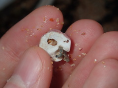 Megabalanus coccopoma