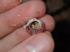 Megabalanus coccopoma