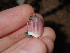 Megabalanus coccopoma