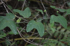 Passiflora indecora image