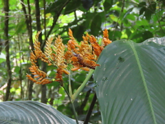 Stromanthe jacquinii